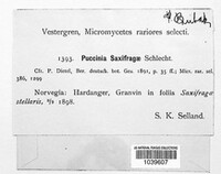 Puccinia saxifragae image